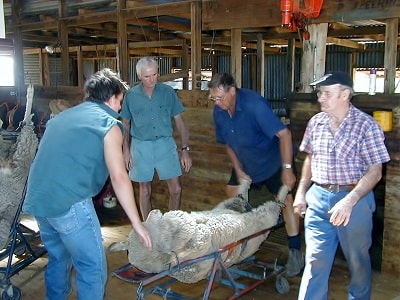 与 Corang Farmstay 交流，瓦伦宾，新南威尔士州，澳大利亚 11