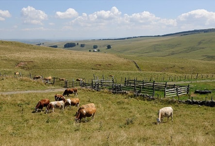 Escursione sull'Altopiano dell'Aubrac 9