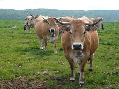 L'Aubrac zwischen Lozère, Aveyron und Cantal 6