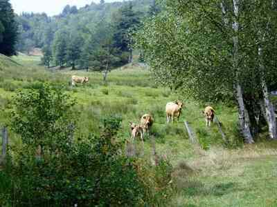 Vacas en el prado