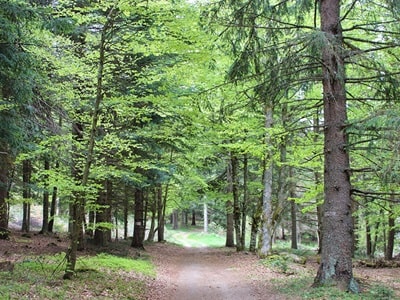Bosque de Mercoire