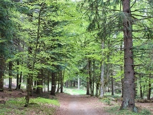 Foresta di Mercoire