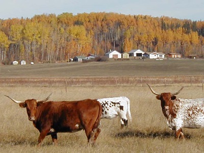 Exchange with Horse Creek Ranch, Fort Assiniboine, Alberta, Canada 7