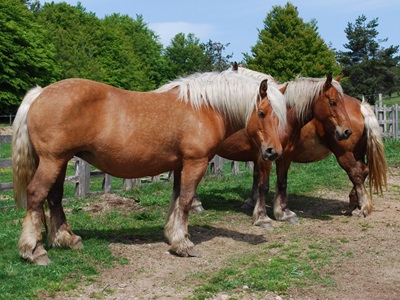 Chevaux de trait sur le Moure de la Gardille