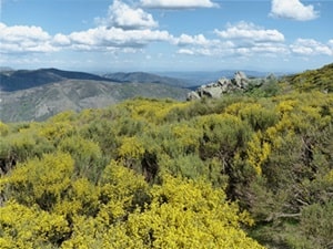 Tanargue-massief