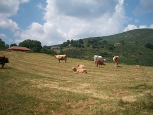 Koe in Loubaresse