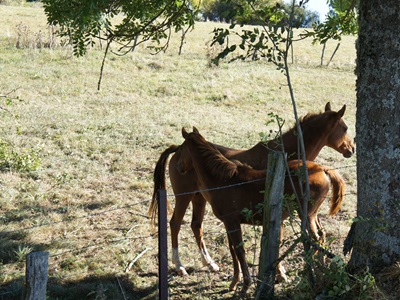 Die Margeride in Lozère 14