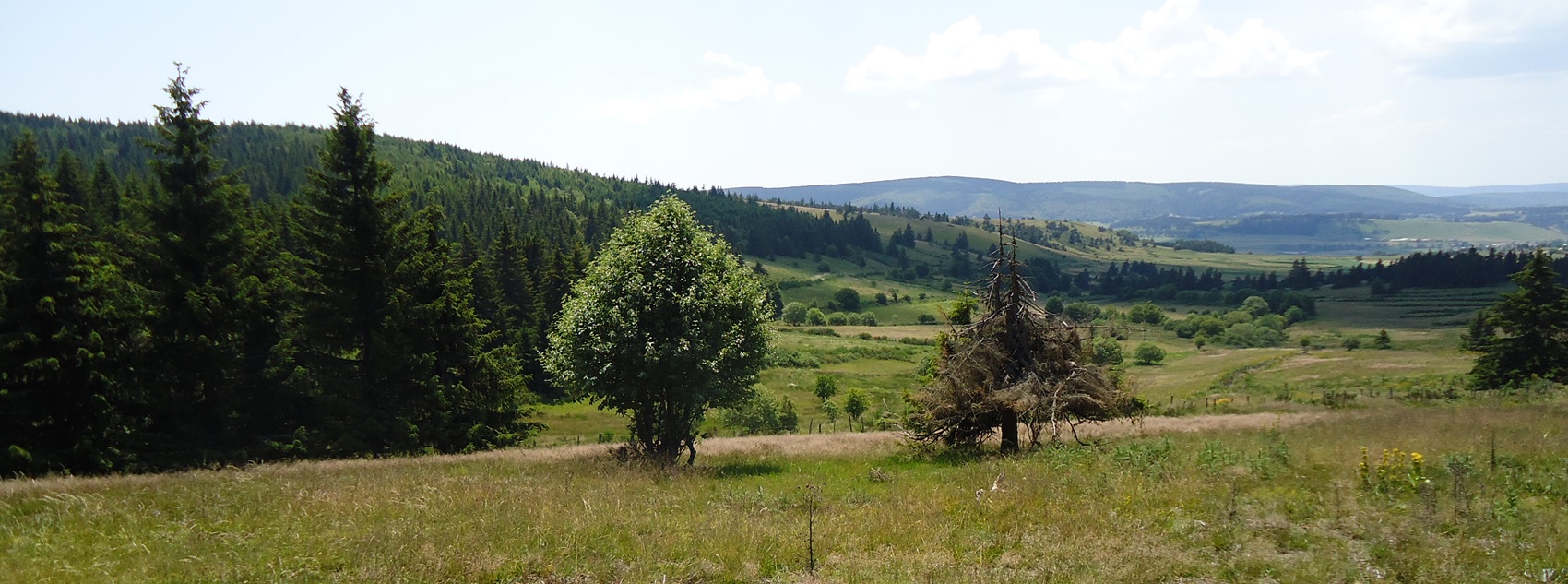 Aubrac in Lozère