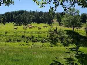 Rundvandring på 19 km fra Luc i Lozère 4