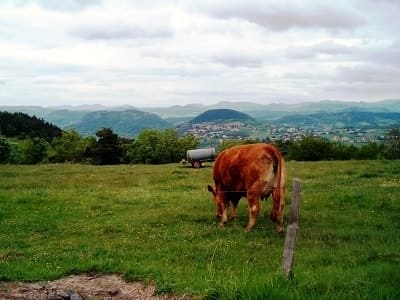 Cow in the meadow in Haute-Loire on the Stevenson Trail
