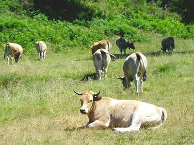 Vaches de l'abbaye Notre-Dame-des-Neiges
