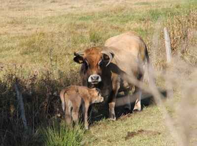 Vaca y su ternero en Pradelles
