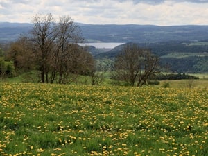 Sendero de 11,5 km en Pradelles, Haute-Loire 3
