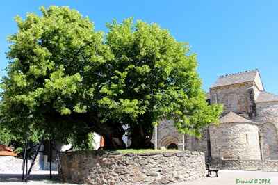 Old lime tree in Prévenchères