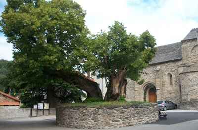 The old lime tree in the village center