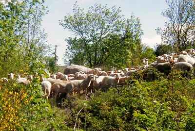 Transhumance of sheep near Prévenchères