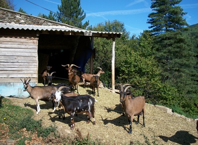 Cevennes Nasjonalpark 3