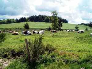 Пеший тур длиной 4 км в La Bastide-Puylaurent в Lozère 3