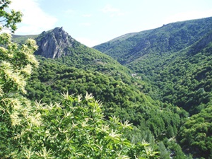 Castaño en el valle del Borne